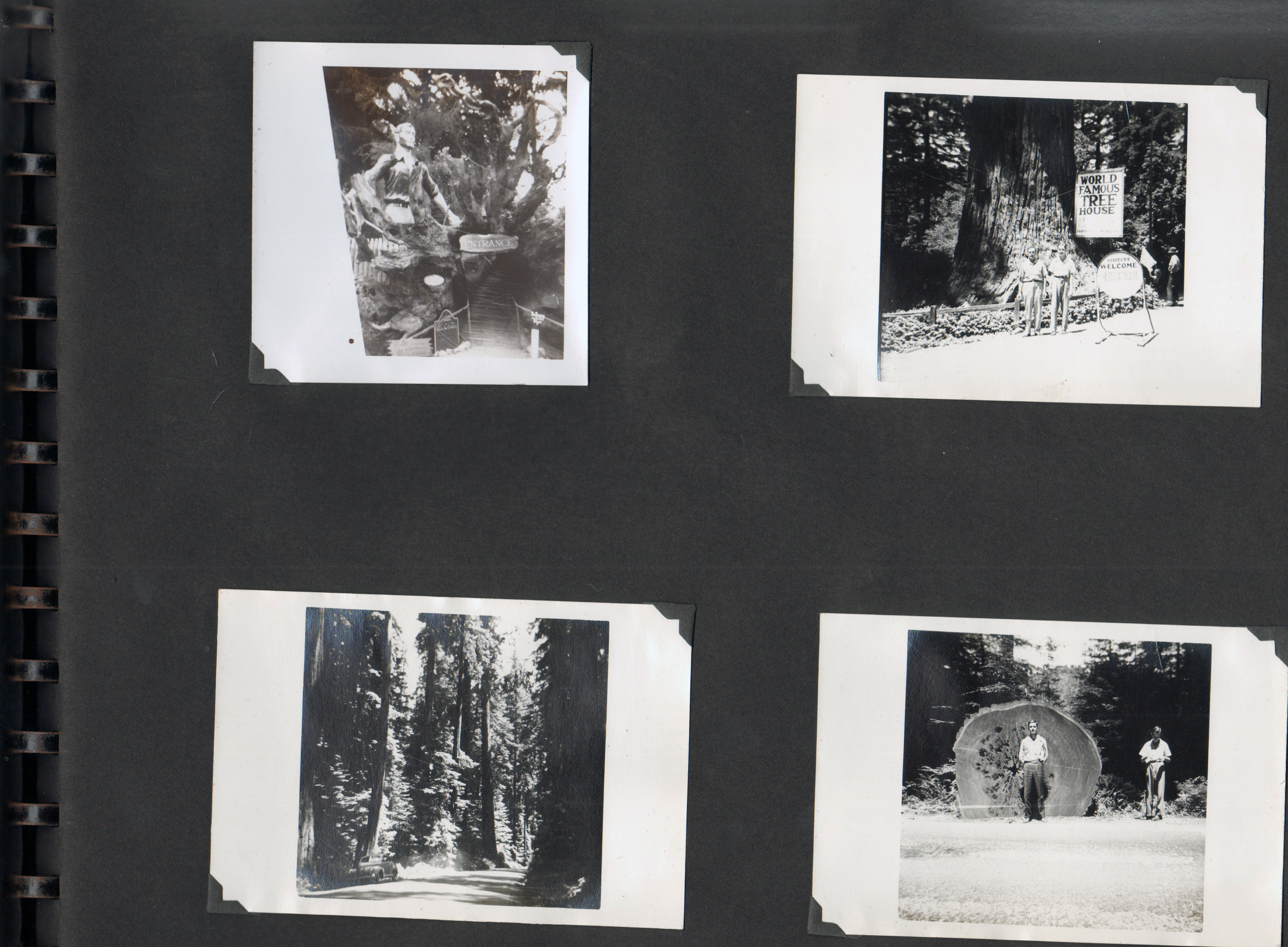 (World Famous Tree House, Piercy, California. Girstle, Glen. John, Glen.)