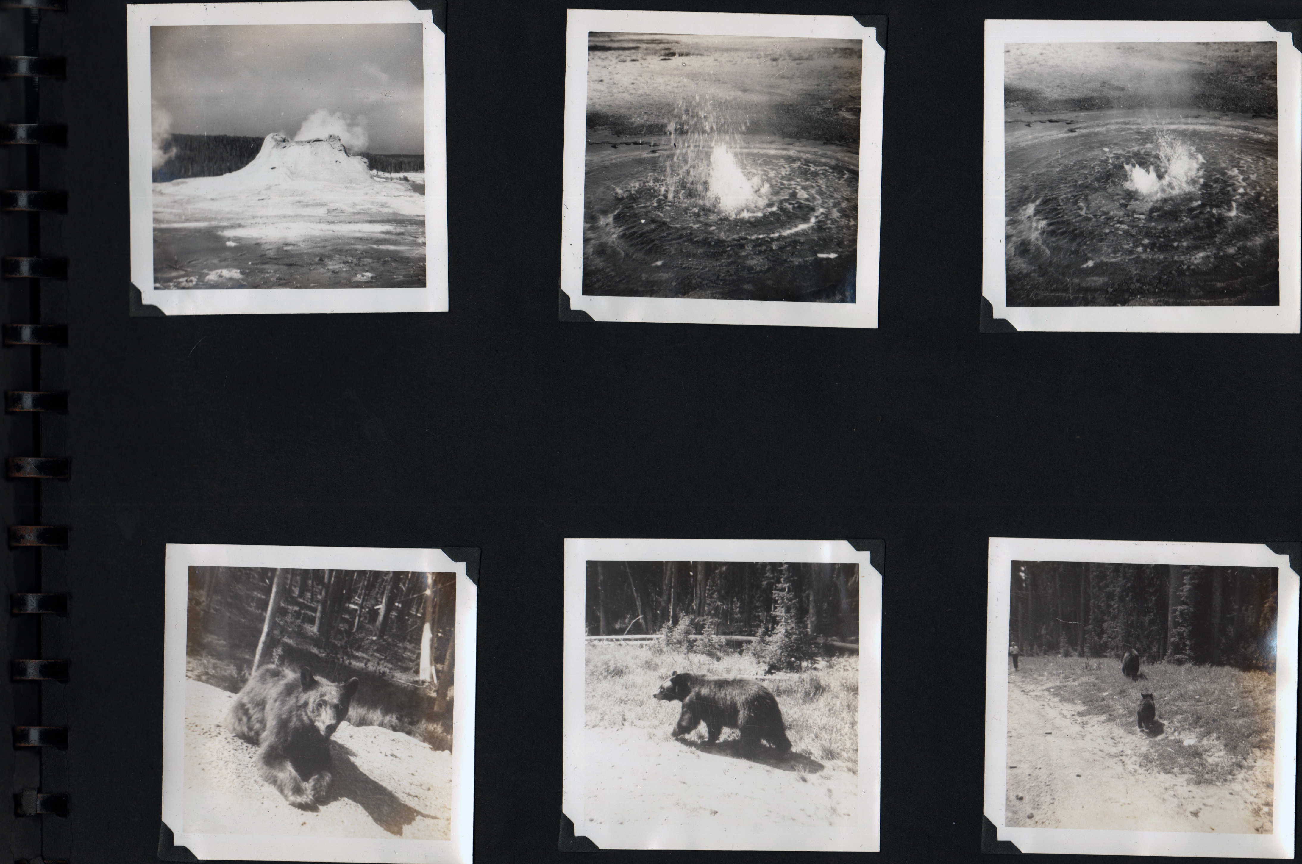 (Yellowstone pool, bear)