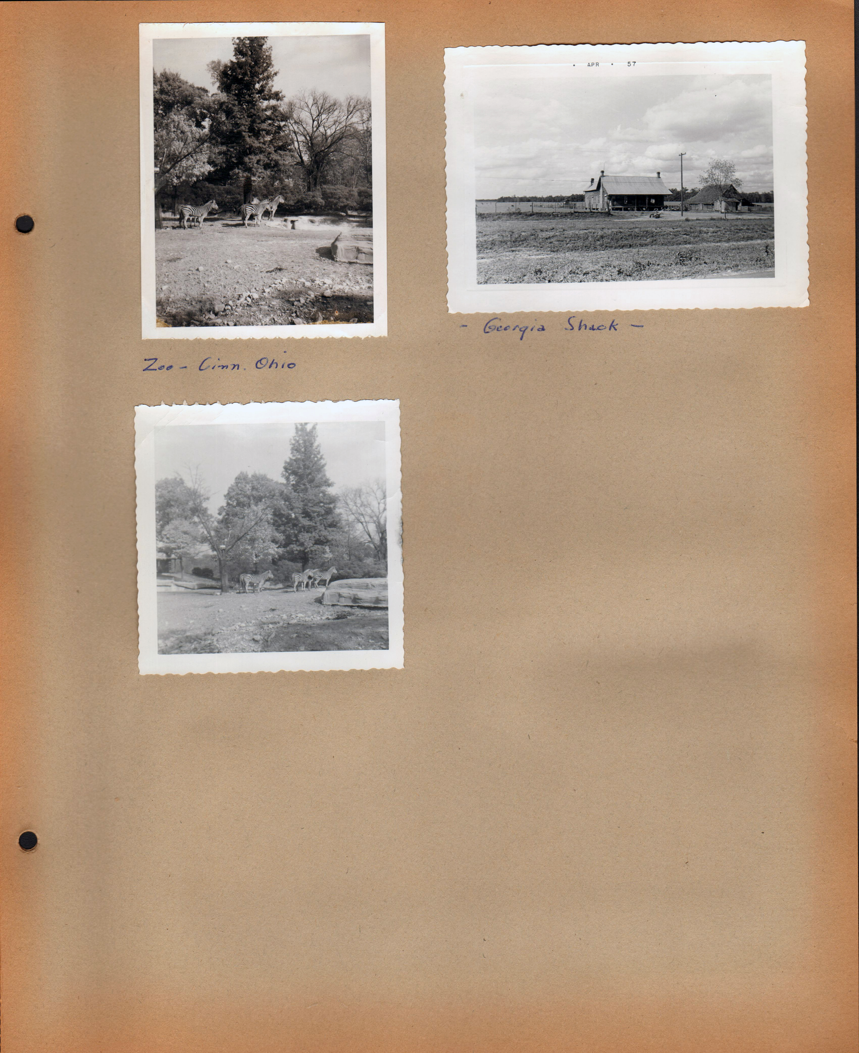 Zoo - Cinn. Ohio (Cincinnati?) zebras. April 57 - Georgia Shack. 