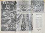 newspaper clipping - Indy 500 trash