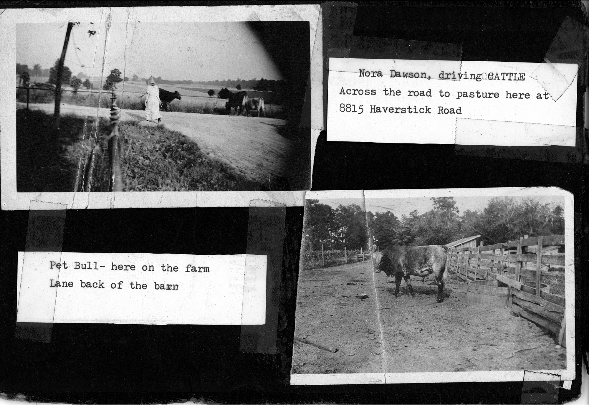 Nora Dawson, driving CATTLE Across the road to pasture at 8815 Haverstick Road / Pet Bull - here on the farm. Lane back of barn
