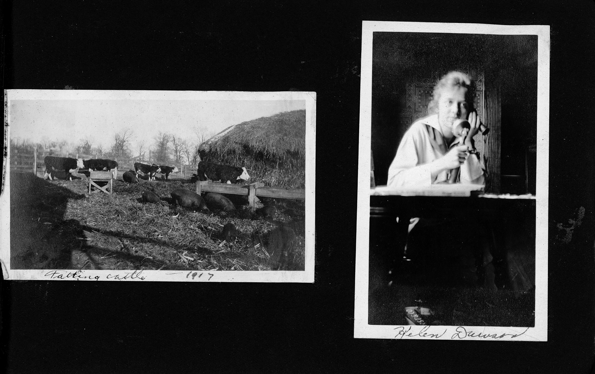 Fatting cattle - 1917 / Helen Dawson