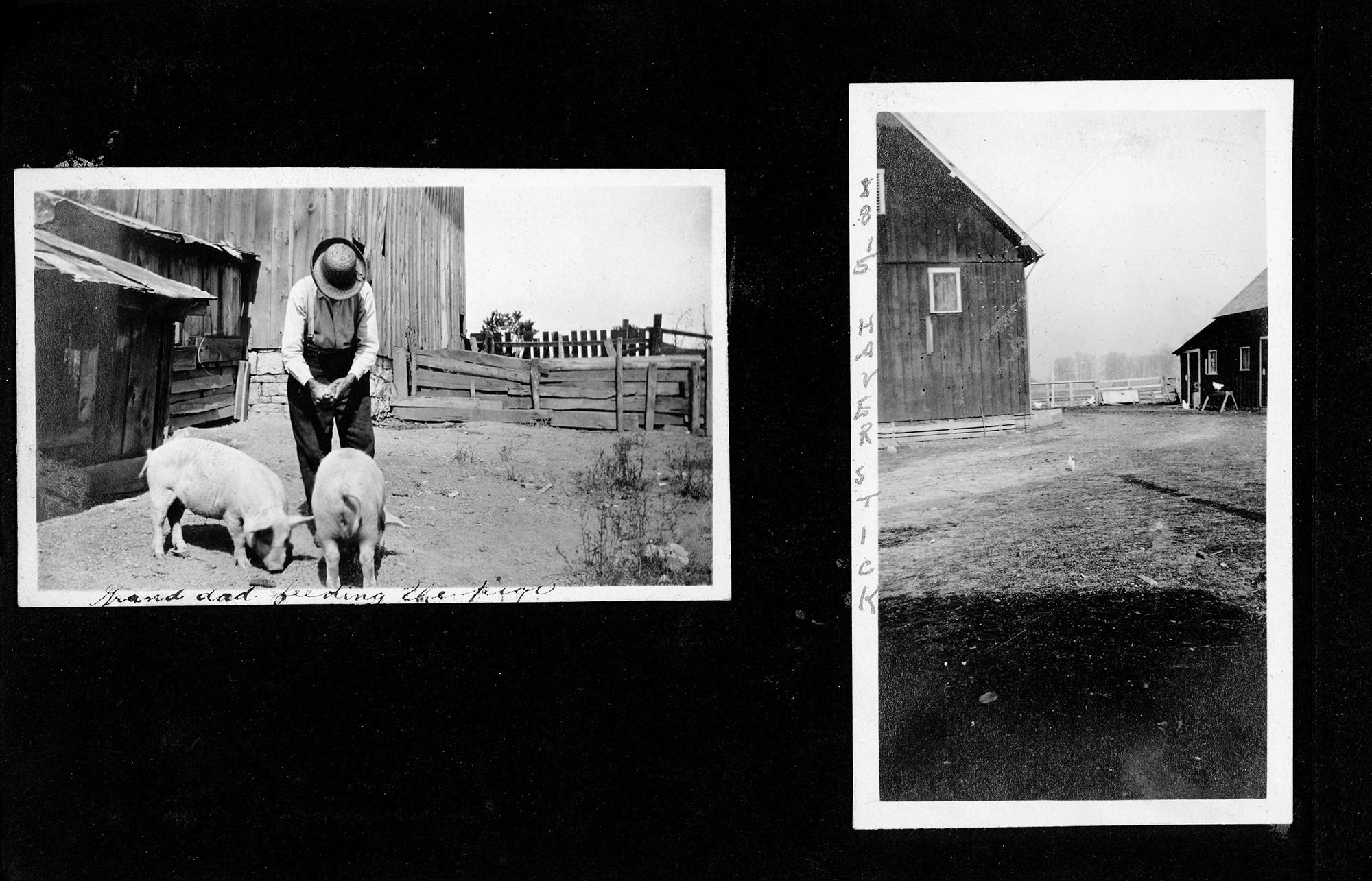 Grand dad feeding the pigs / 8815 Haverstick