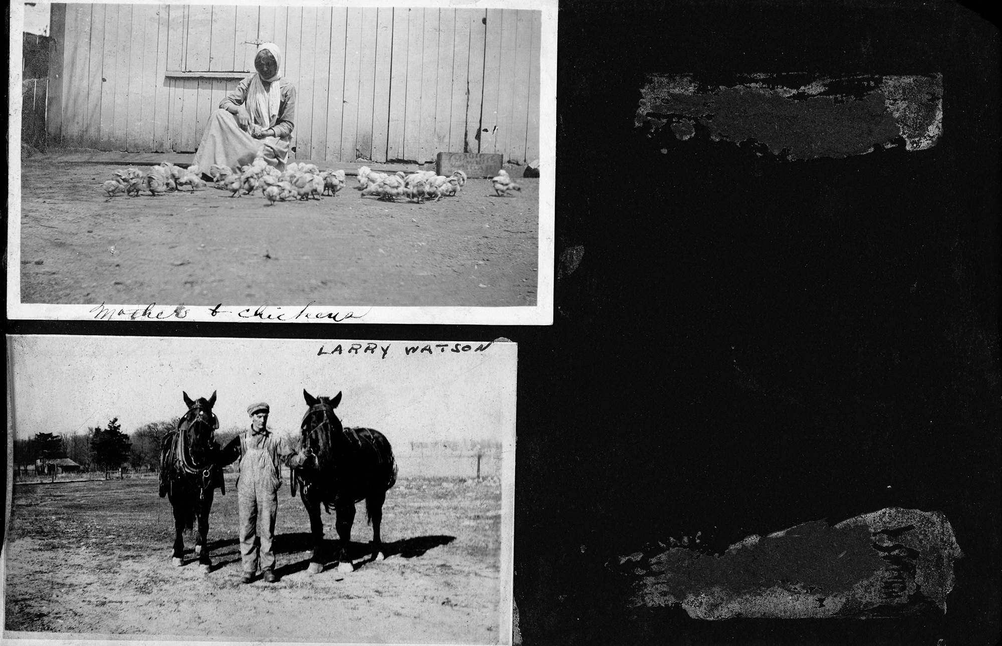 Mother + chickens / Larry Watson 