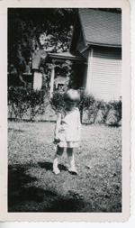 loose picture - Rosemary in yard