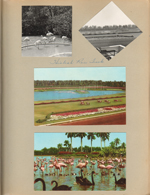 Hialeah Race Track. Postcards track and flamingos