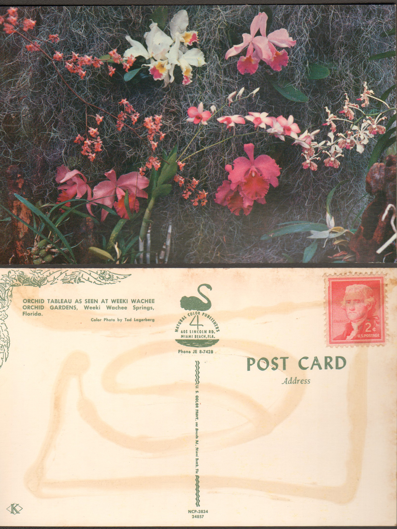 postcard - Orchid tableau as seen at Weeki Wachee Orchid Gardens