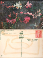 postcard - Orchid tableau as seen at Weeki Wachee Orchid Gardens