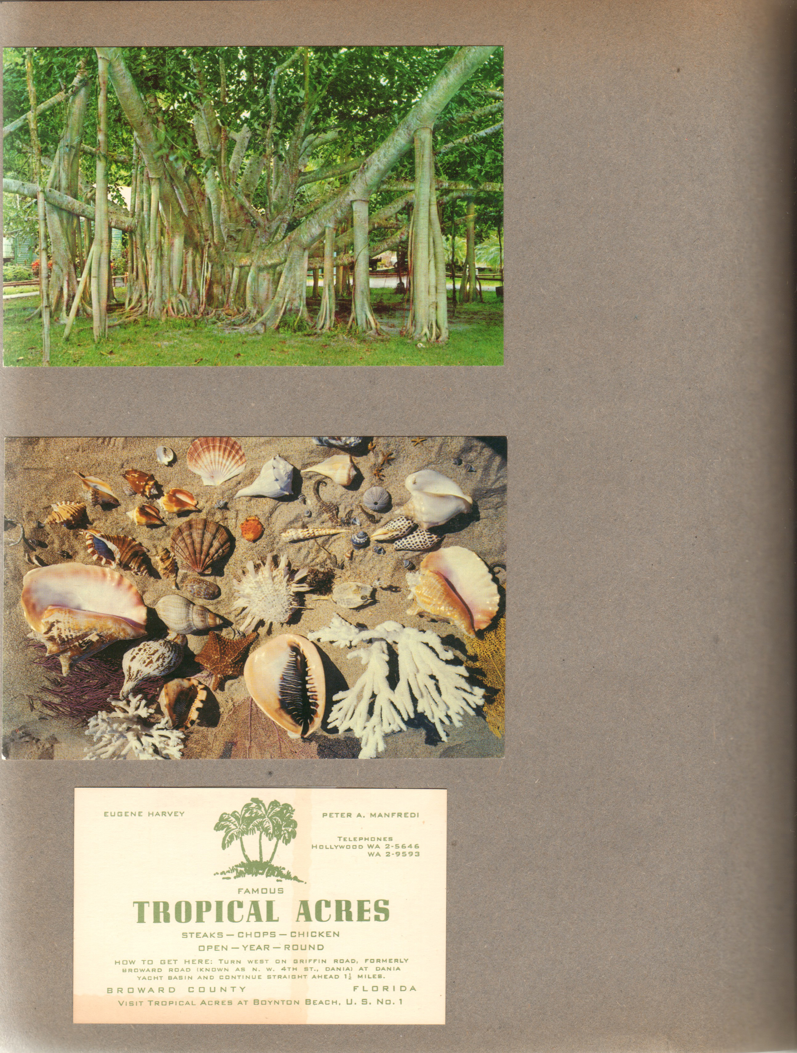 Postcards - banyan tree. seashells. Tropical Acres card