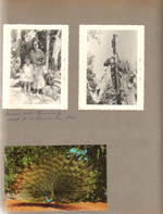 Miami's Parrot Jungle - Susan and Rosemary banana tree. Peacock postcard