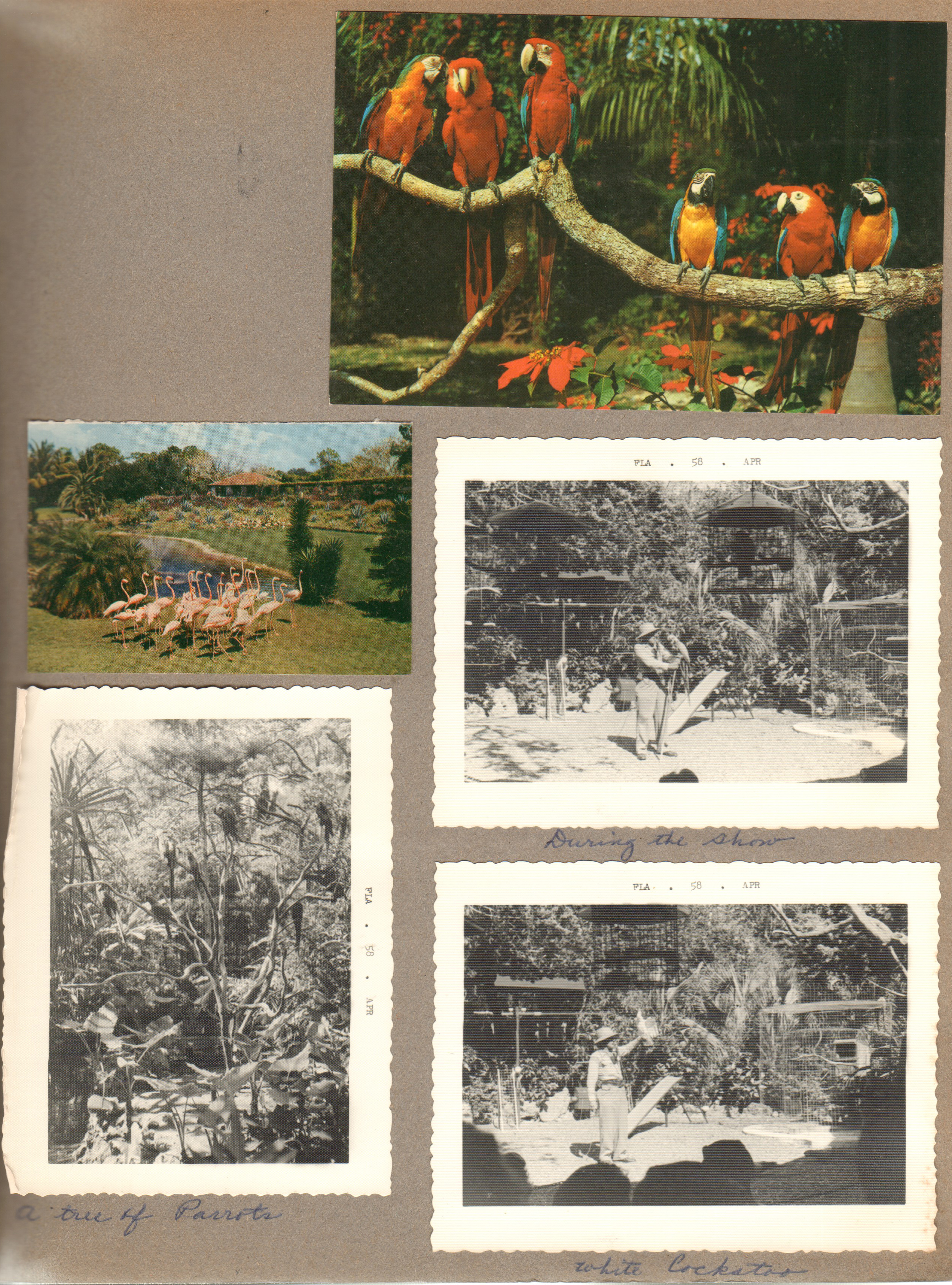 Miami's Parrot Jungle - postcard. Parrot show