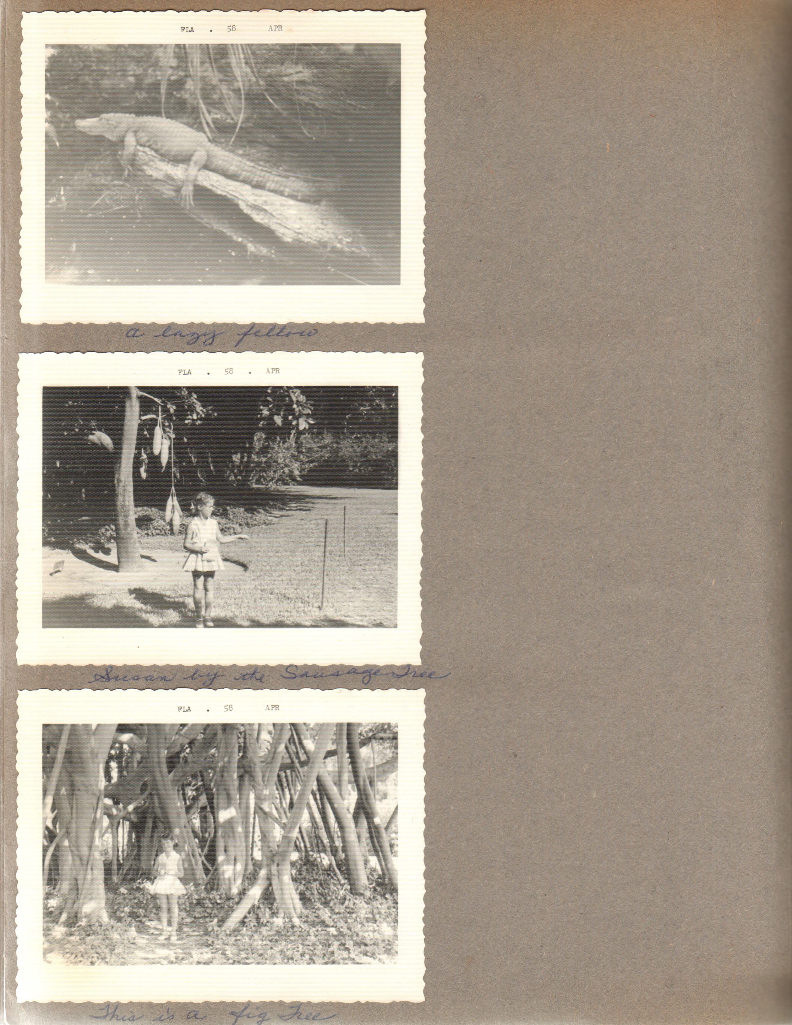 Miami's Parrot Jungle - alligator. Susan by sausage tree and fig tree
