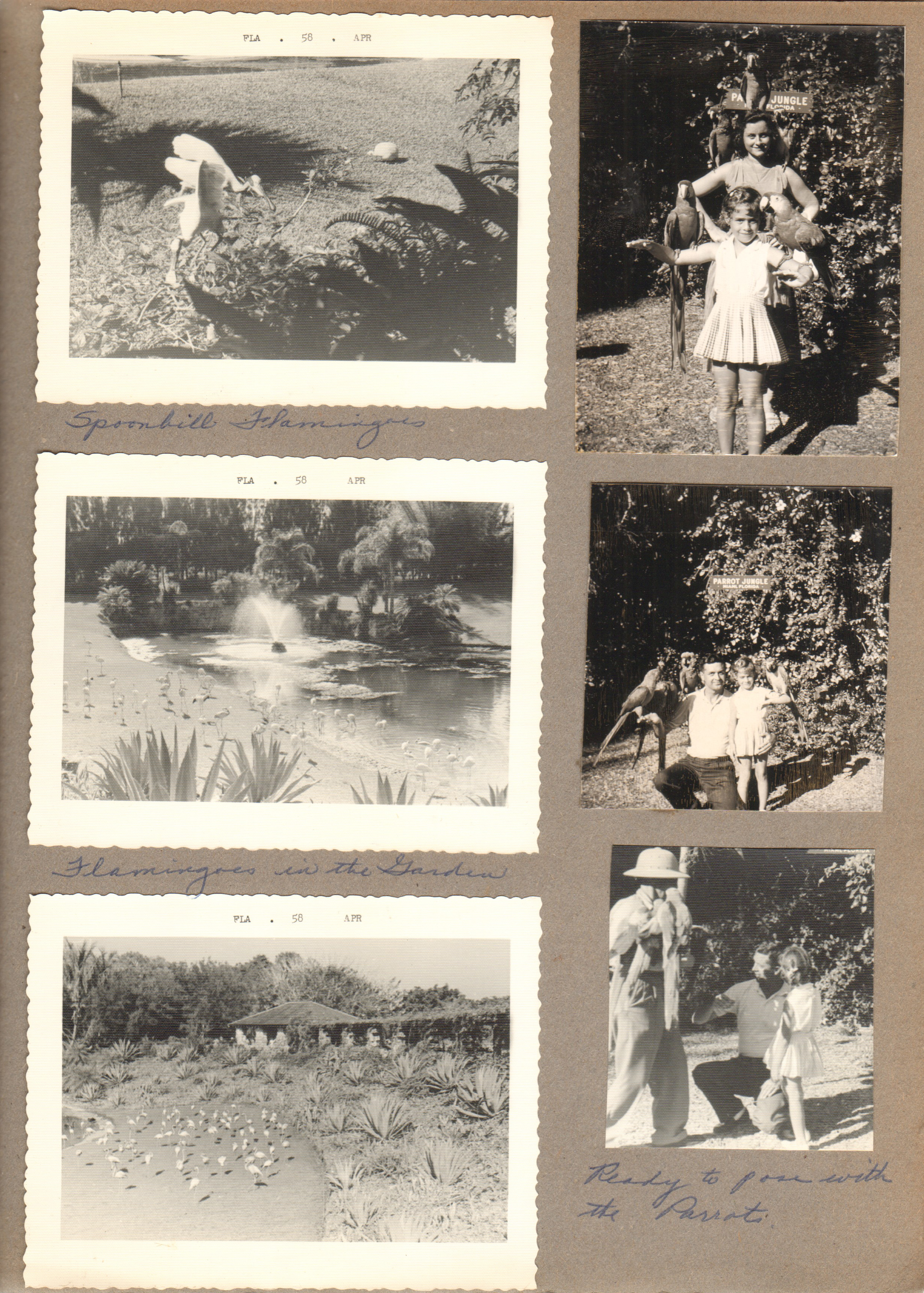 Miami's Parrot Jungle - spoonbill flamingos. Susan and Rosemary with parrots. John Susan
