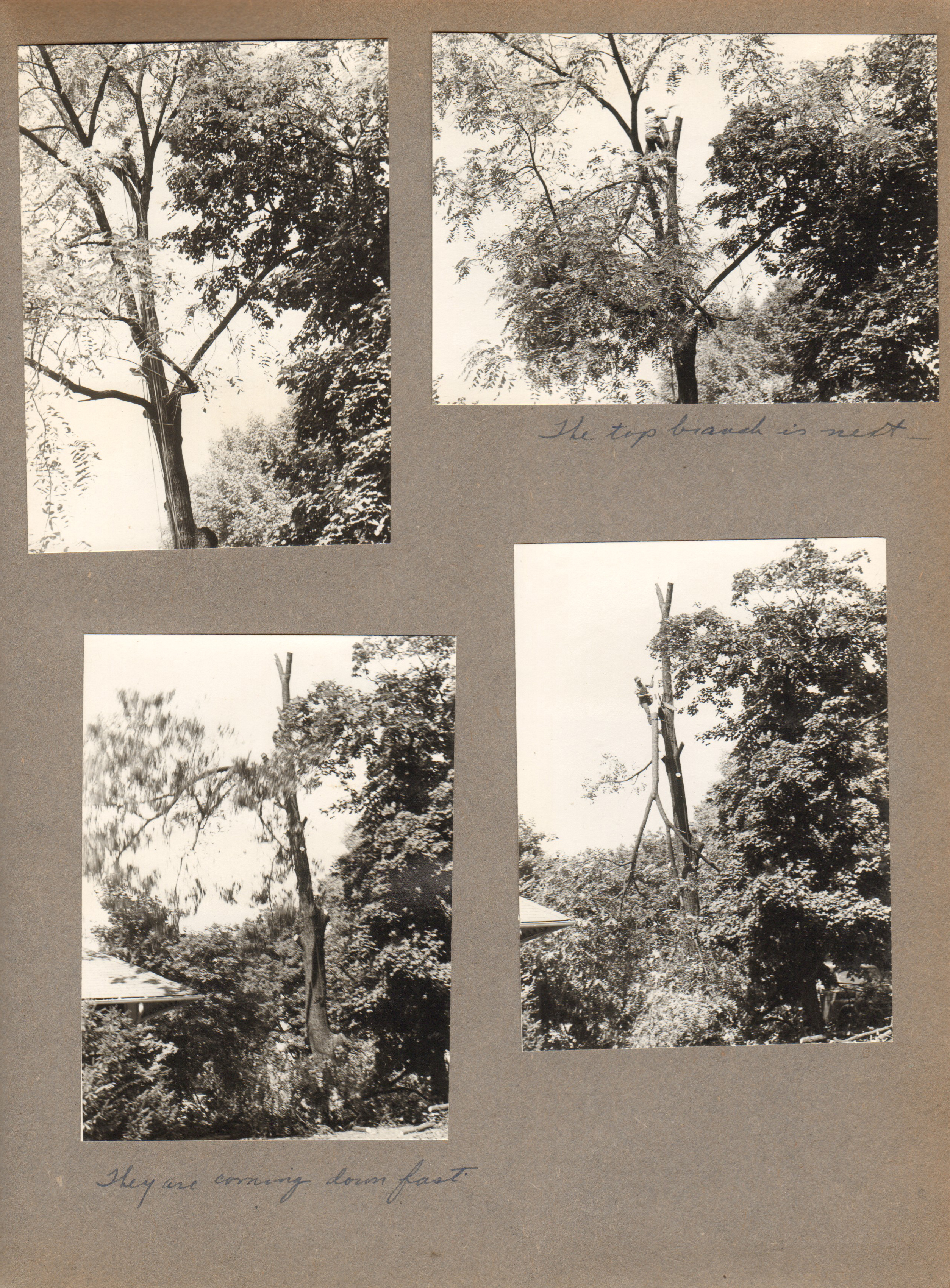 6122 cutting down the walnut tree