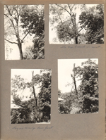 6122 cutting down the walnut tree
