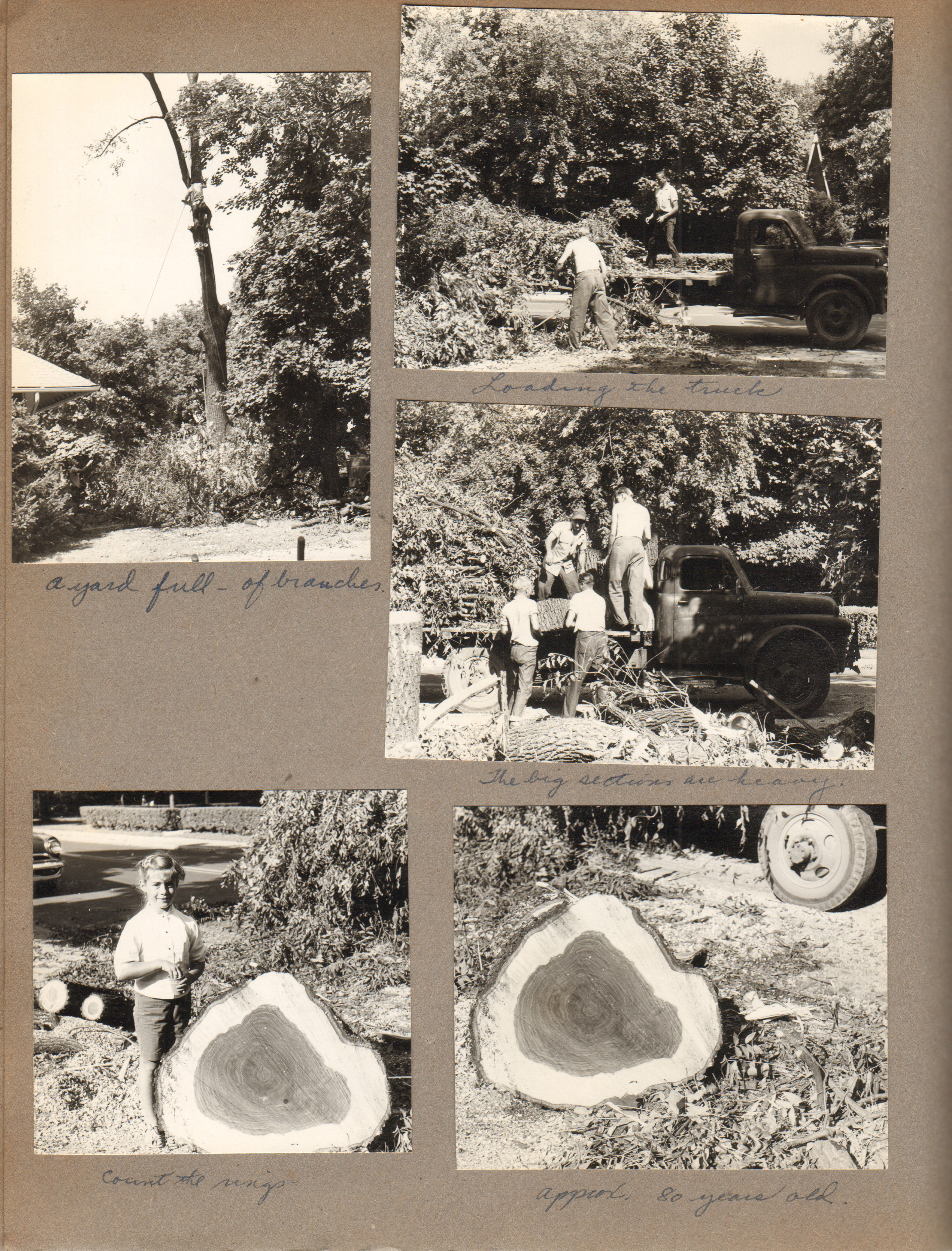 6122 cutting down the walnut tree. Susan with slice of trunk
