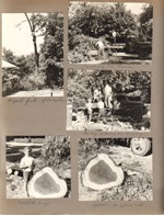 6122 cutting down the walnut tree. Susan with slice of trunk