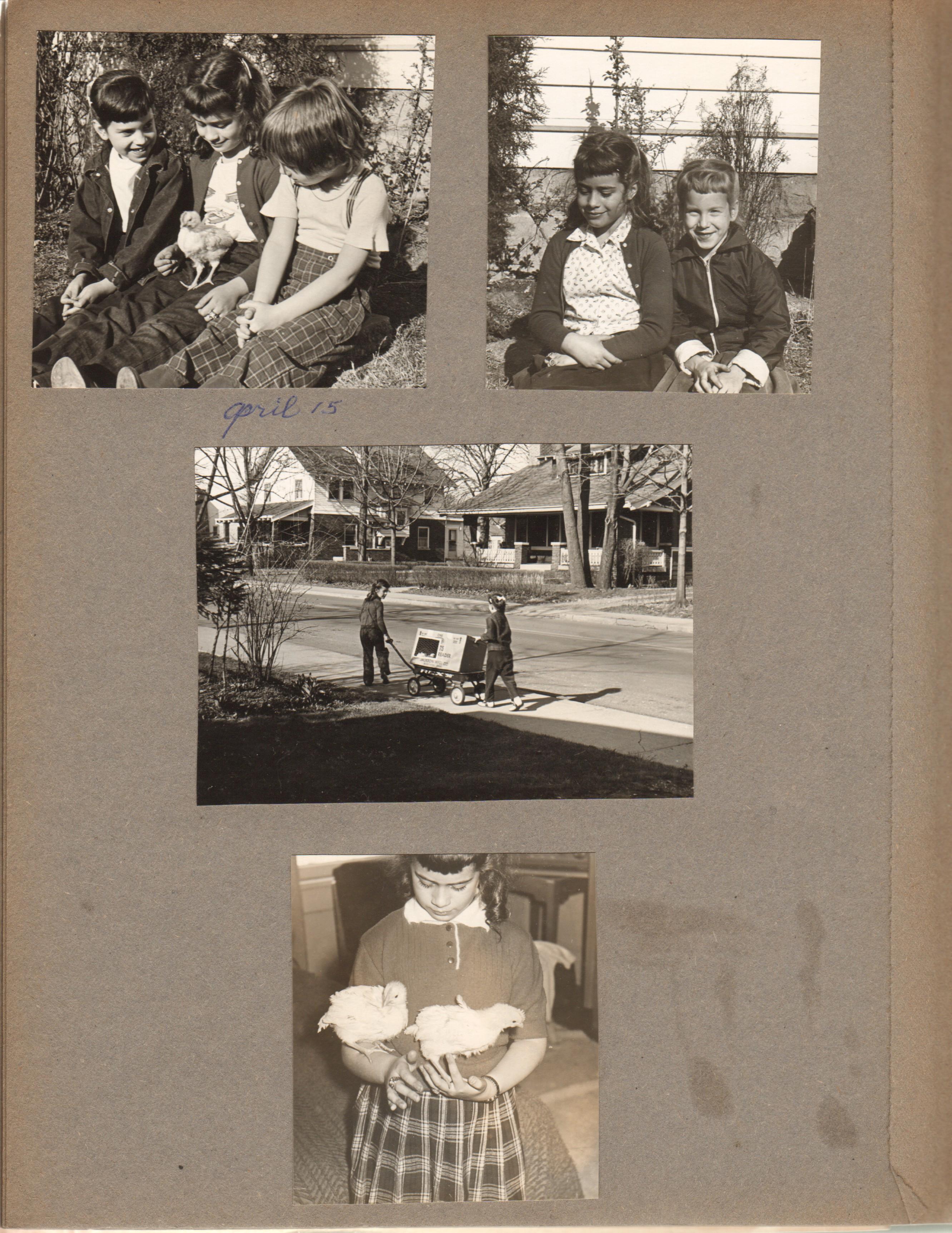 Susan outside with friends and baby chicken. Susan with chicken in box on wagon