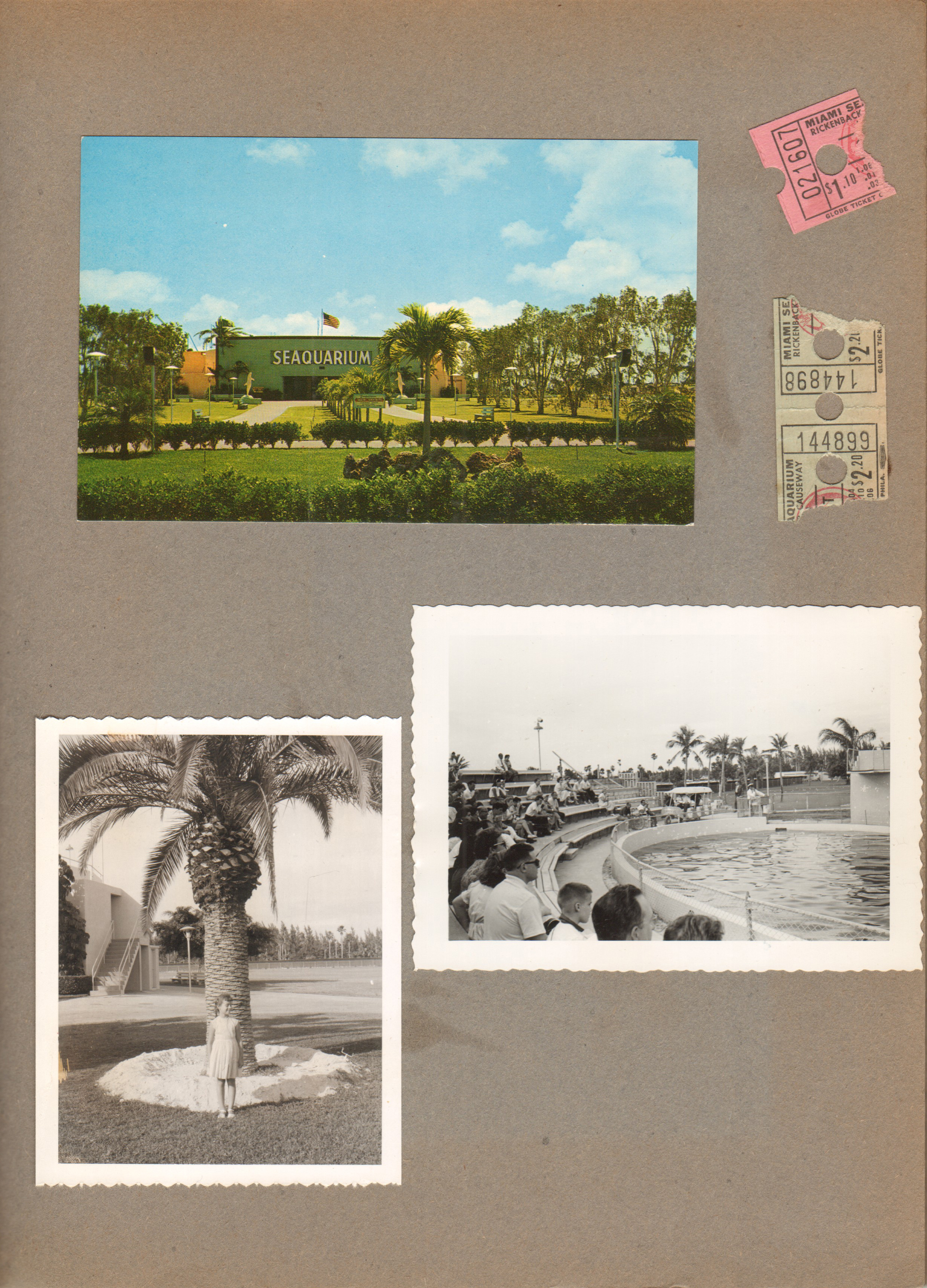 postcard - Seaquarium. Susan palm tree. Miami Seaquarium and ticket stubs