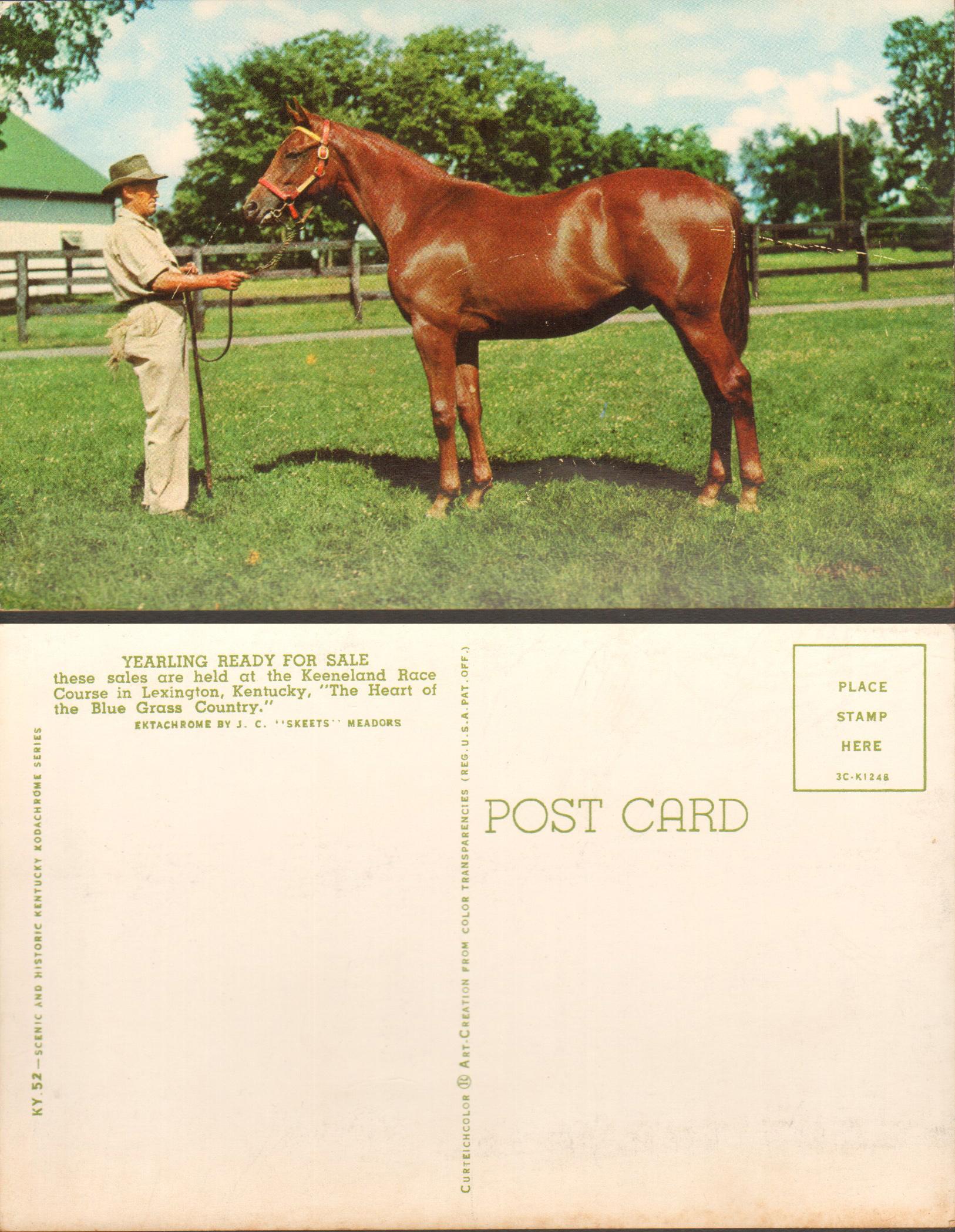 postcard - Yearling ready for sale
