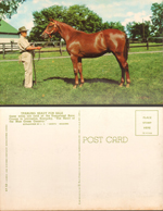 postcard - Yearling ready for sale