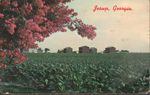 postcard Jesup, Georgia from Ruth 