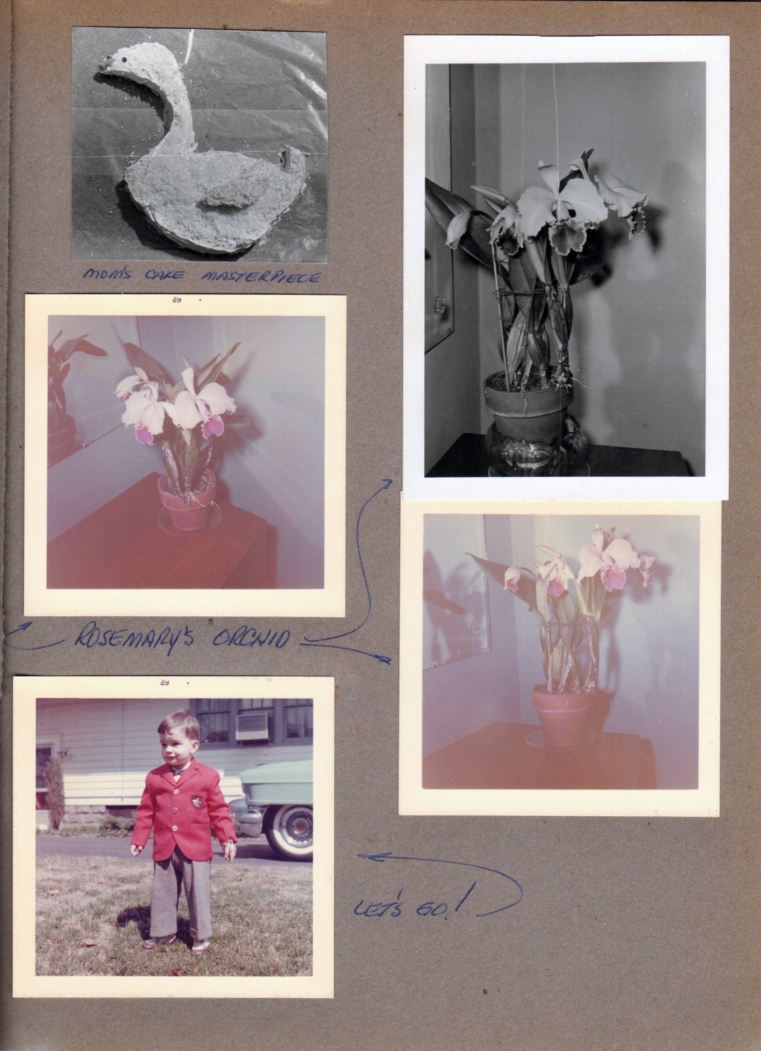 Rosemary's cake masterpiece - duck. Rosemary's orchid. Alan in red suit coat in yard.