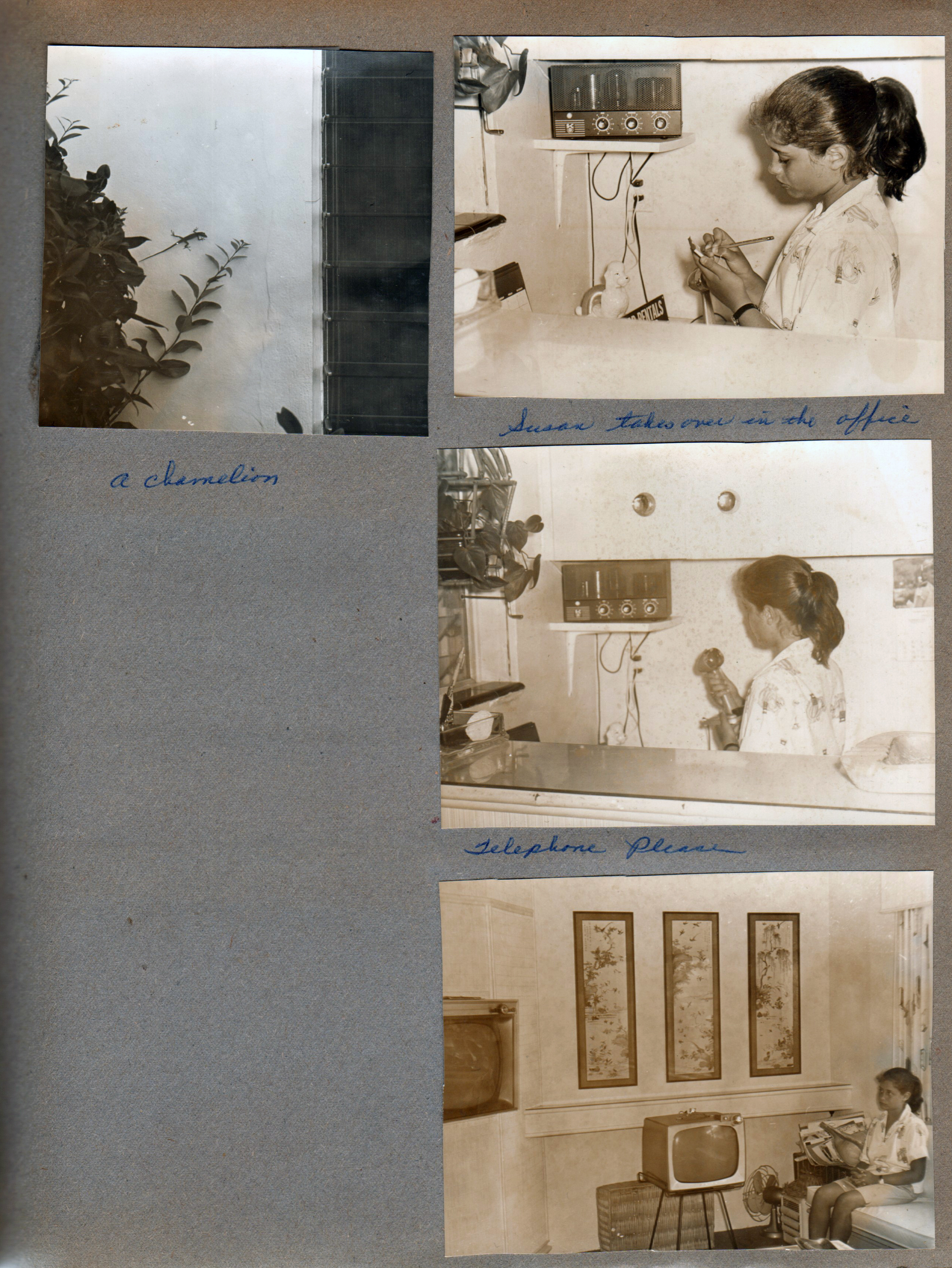 Hollywood Beach Neptune Apartments - Chameleon (actually Anole). Susan in Neptune office on PA system. Telephone please. Susan in office. 