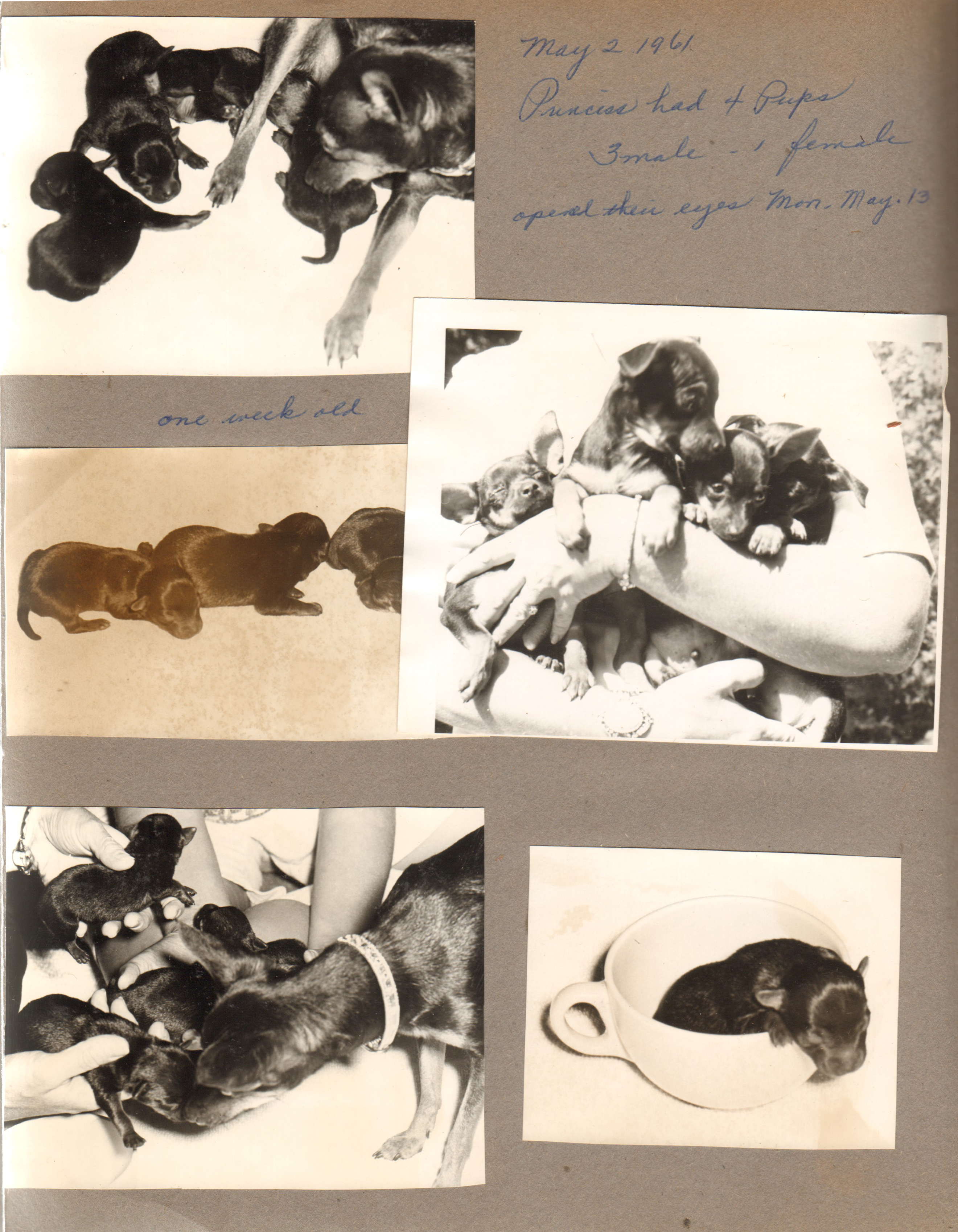 May 2, 1961 - Princess had 4 pups. Toy Manchesters