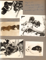May 2, 1961 - Princess had 4 pups. Toy Manchesters