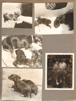 Princess had 4 pups. Toy Manchesters - Vonnie and Curt Letsinger in yard