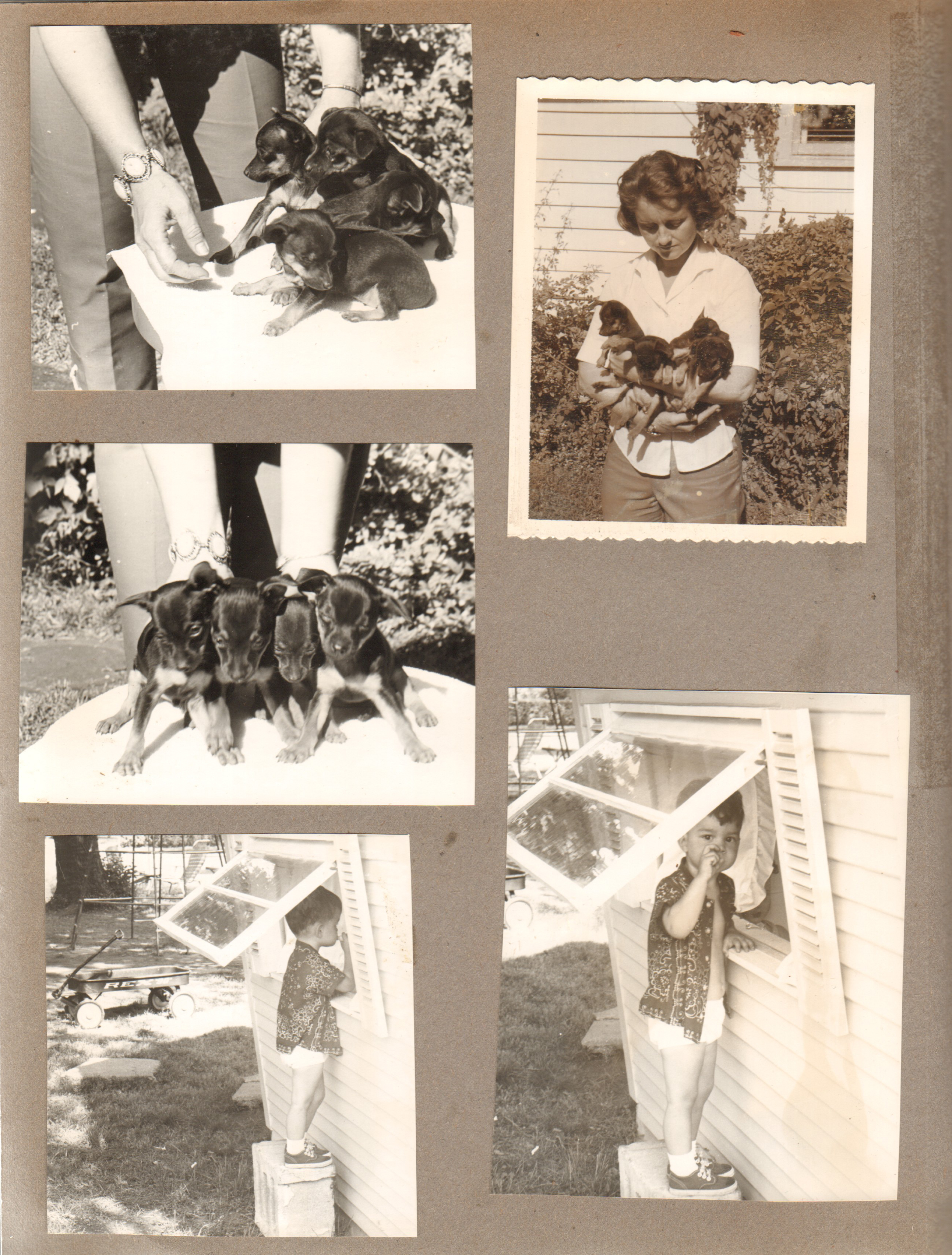 Princess had 4 pups. Toy Manchesters. Rosemary holding pups. Alan at playhouse on cement block
