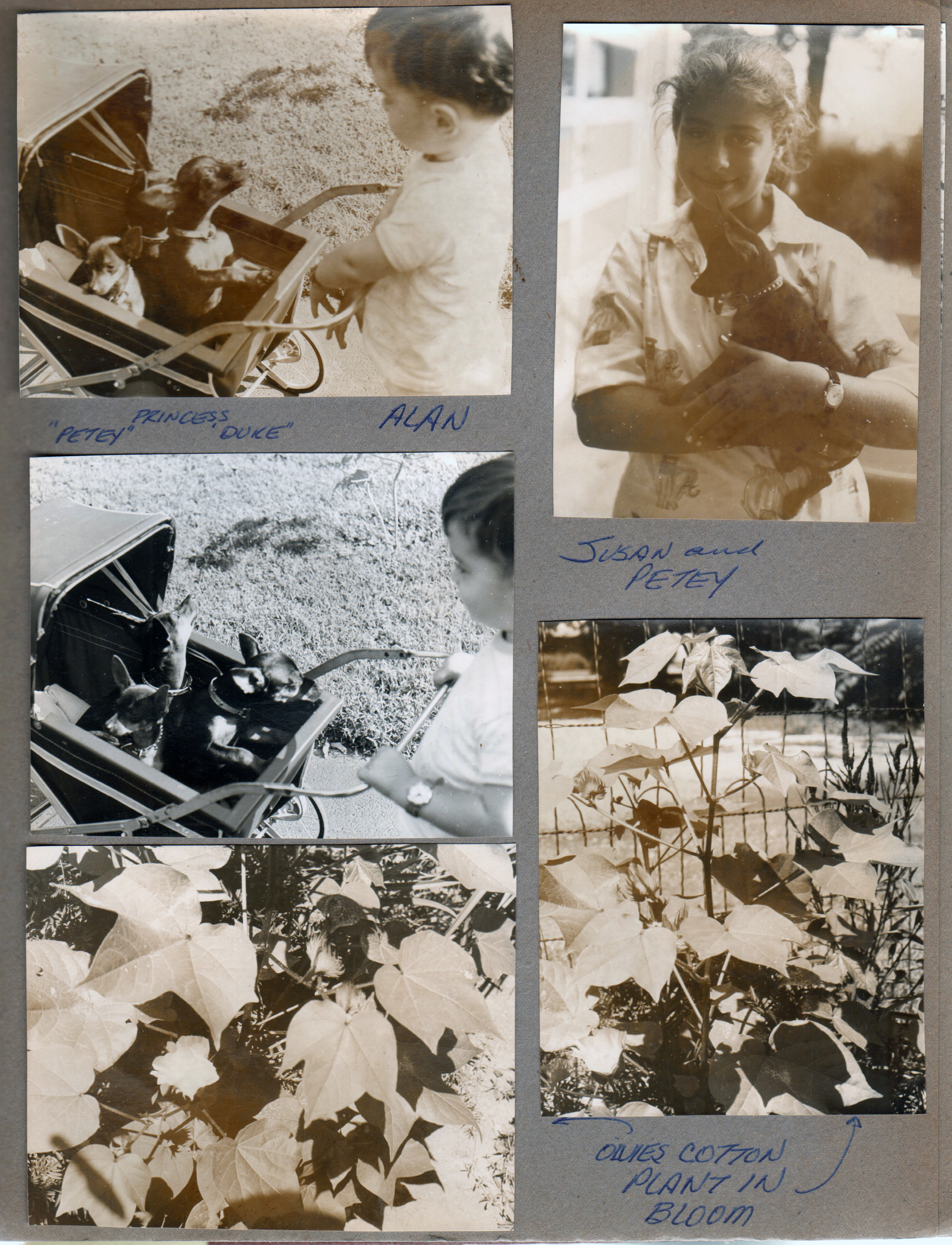 Alan pushing Petey, Princess and Duke in stroller. Susan and Petey. Olvie Meyers (2 doors south) cotton plant in bloom.
