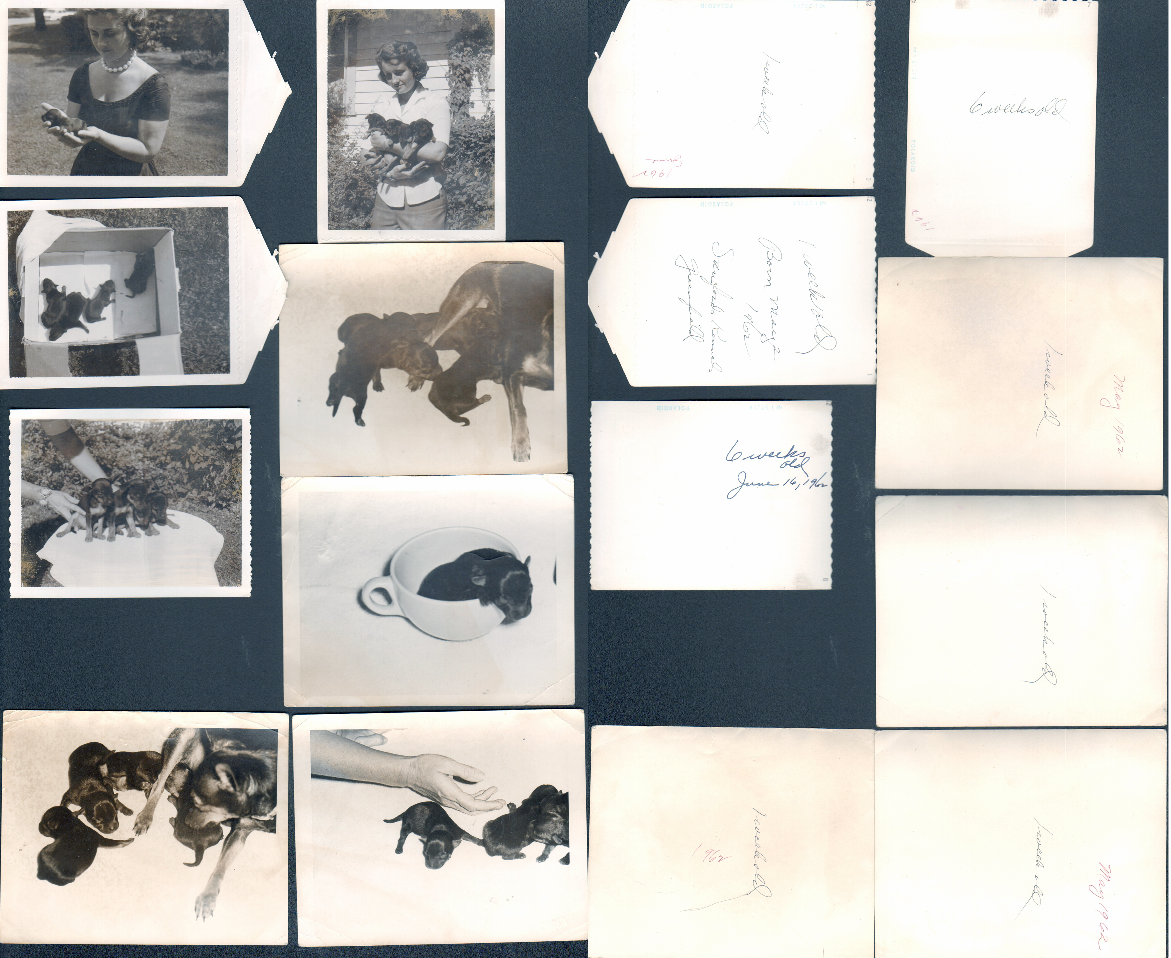 loose photos - Toy Manchester puppies - Rosemary. Teacup.