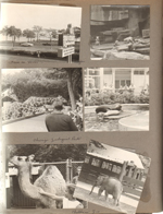 Chicago - Lake Shore Drive from our motel. Chicago Zoological Park - Susan with camel