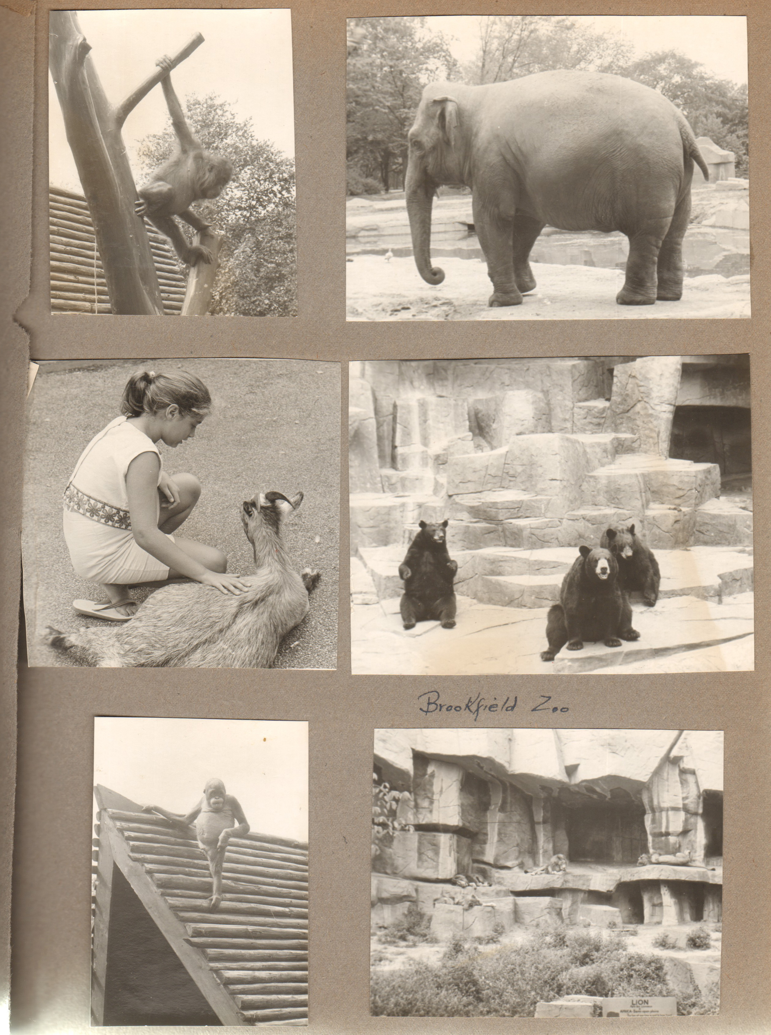 Chicago - Chicago Zoological Park