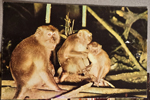 Monkey Jungle - Miami - postcard G.434 6C-K2937 Where the humans are caged