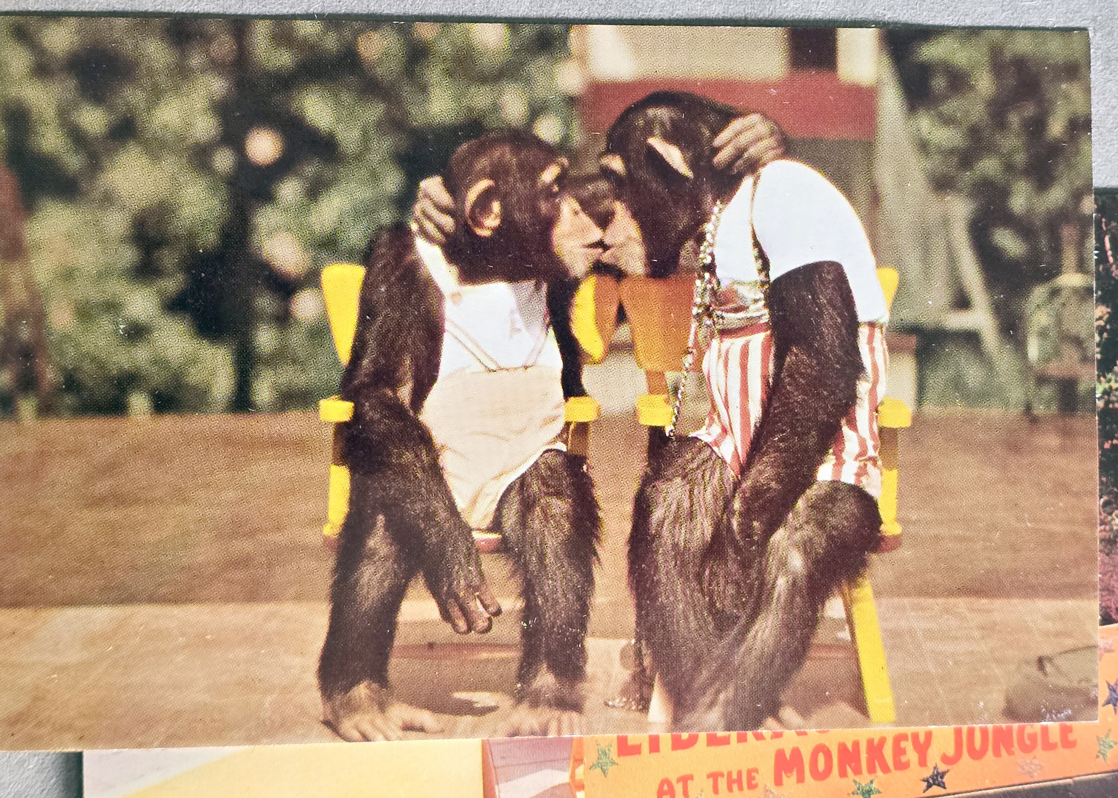 Monkey Jungle - Miami - postcard HSC-F24 Lovers