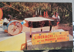 Monkey Jungle - Miami - postcard K-5270 Liberachi of the Monkey World