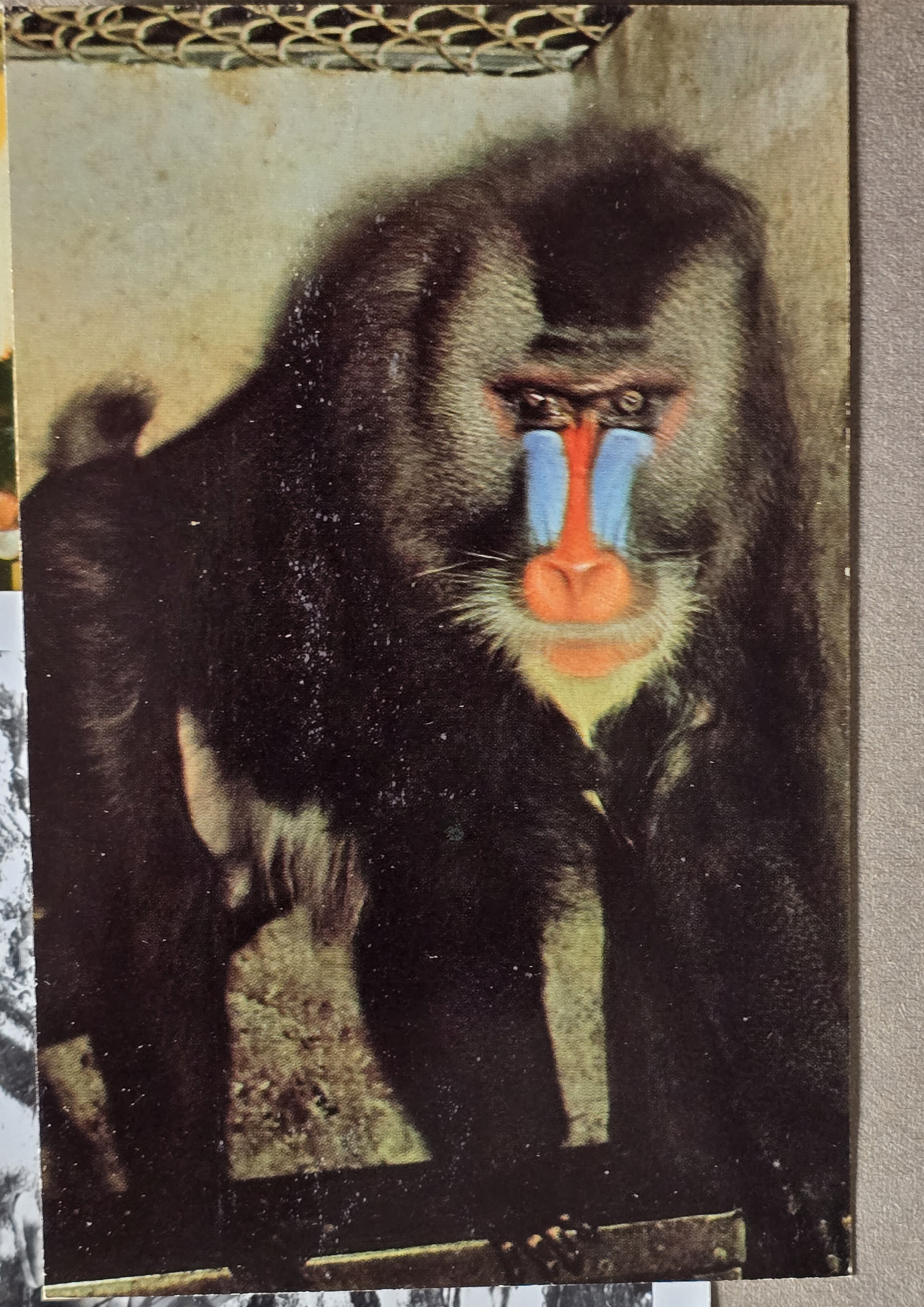 Monkey Jungle - Miami - postcard G.436 6C-K2939 Baboon the mandrill