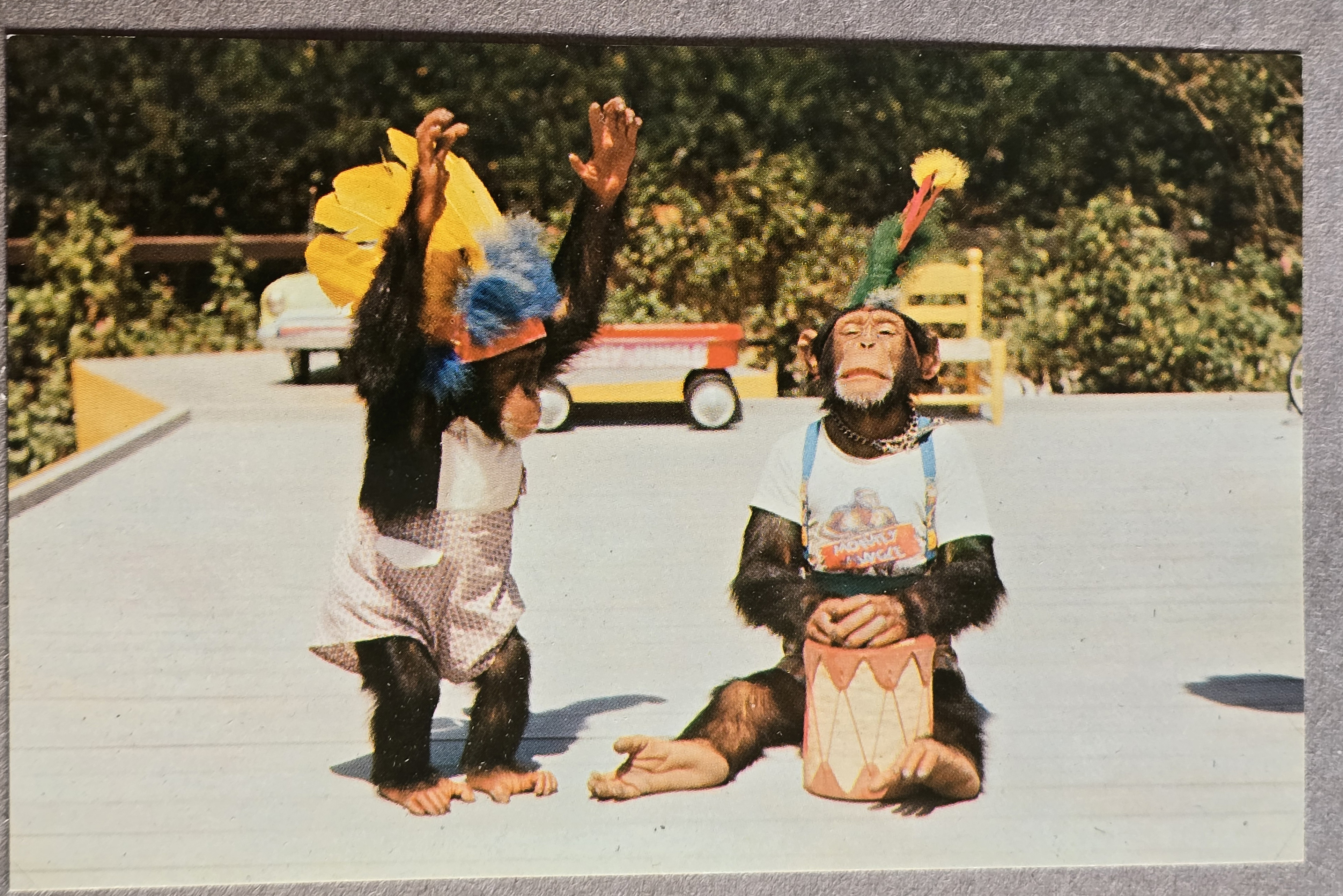 Monkey Jungle - Miami - postcard FNC-3430 13937 Indian Dance by Chimpanzees