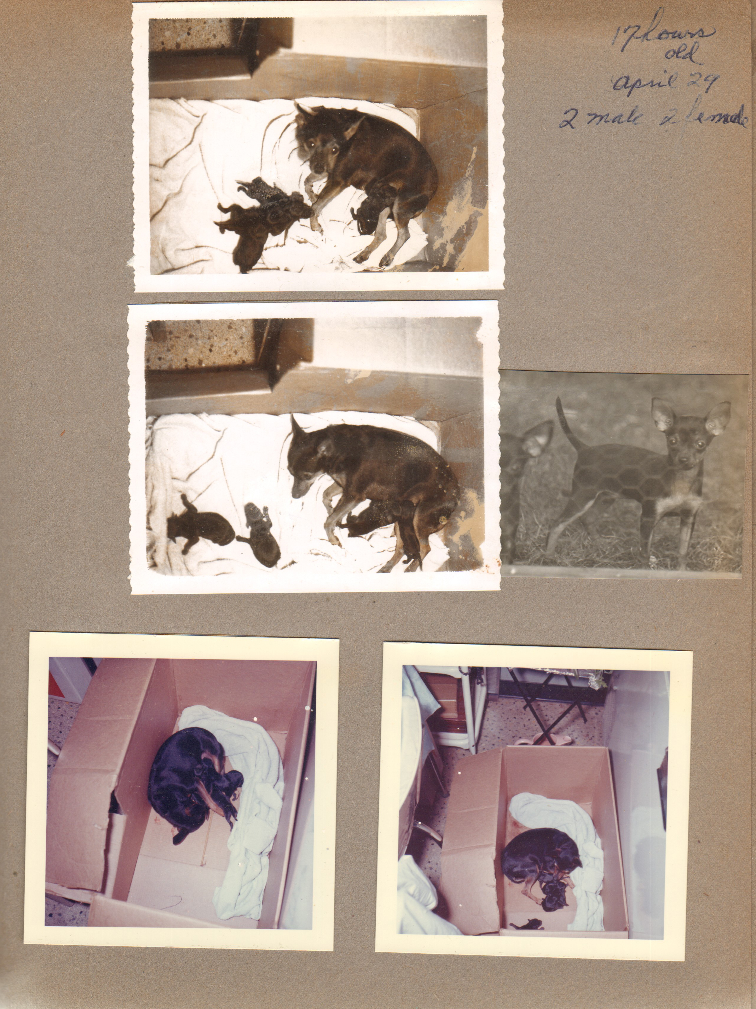 Princess had puppies while we came home from Florida.
