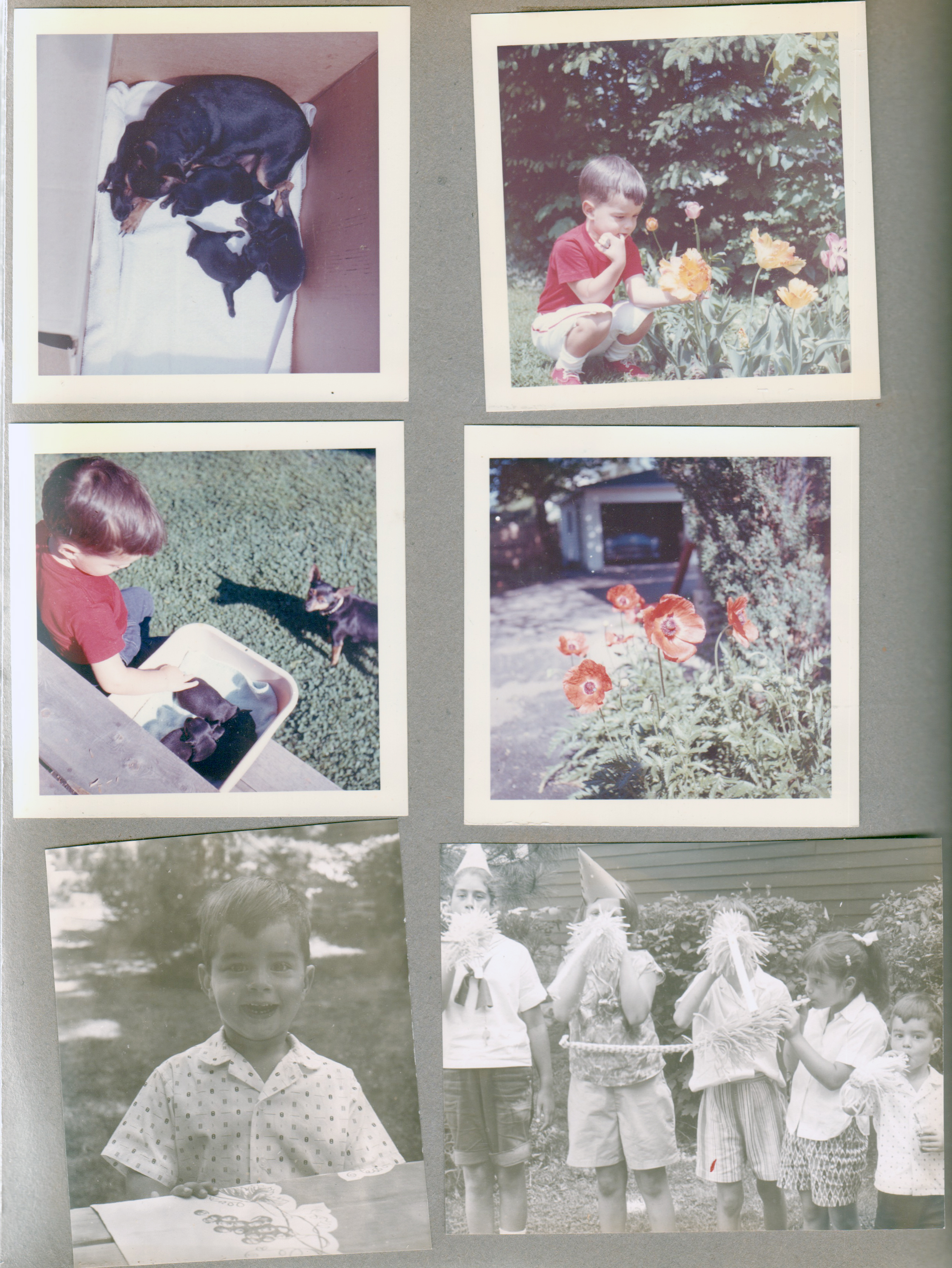 Princess and puppies. Alan with poppies in yard. and with puppies. Birthday party in yard.