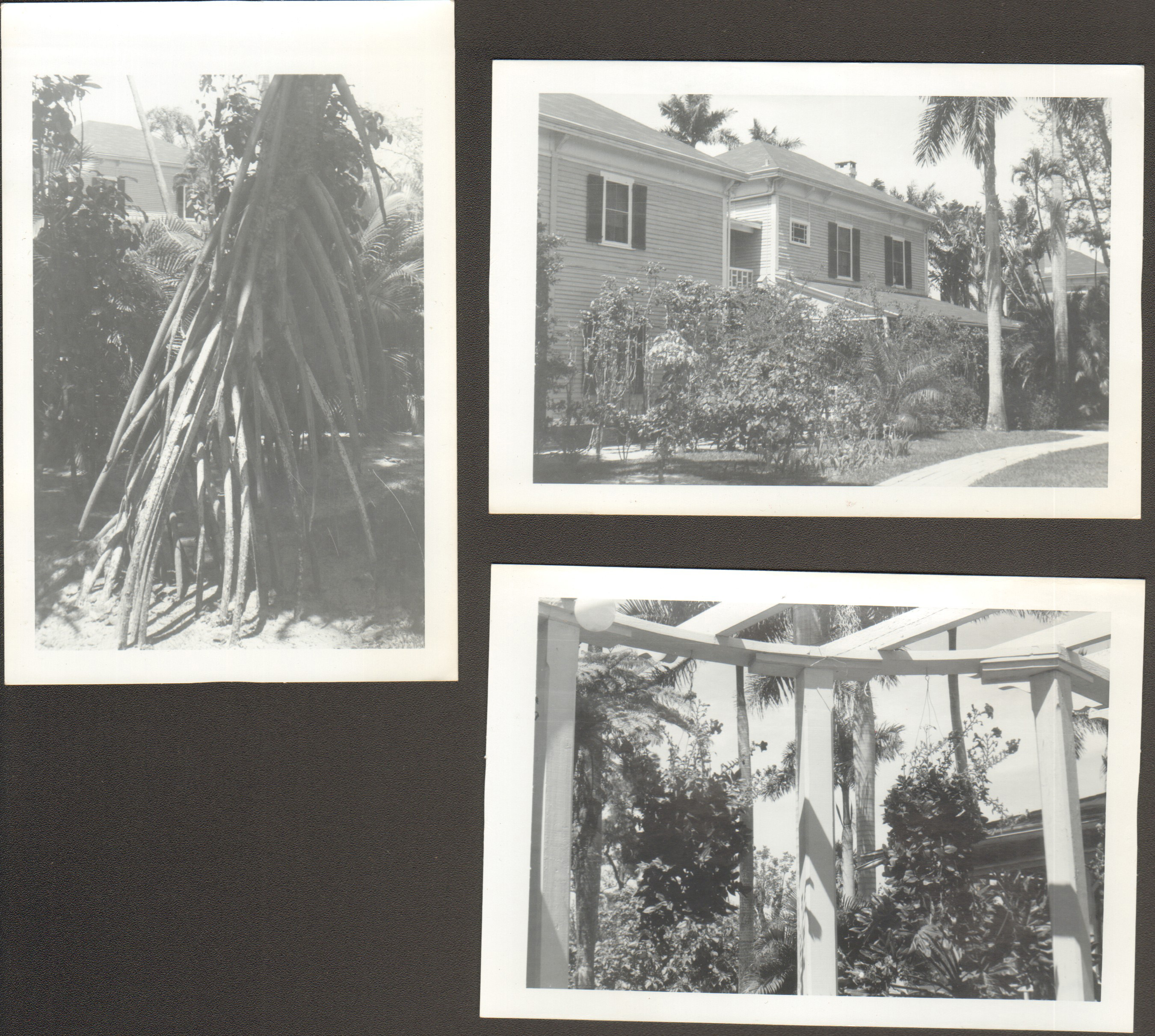loose pictures - Thomas A Edison Winter Home - Ft Myers, Florida, Banyan trees