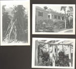 loose pictures - Thomas A Edison Winter Home - Ft Myers, Florida, Banyan trees