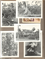 Thomas A Edison Winter Home - Ft Myers, Florida - Alan in an odd surrey chair. Banyan trees