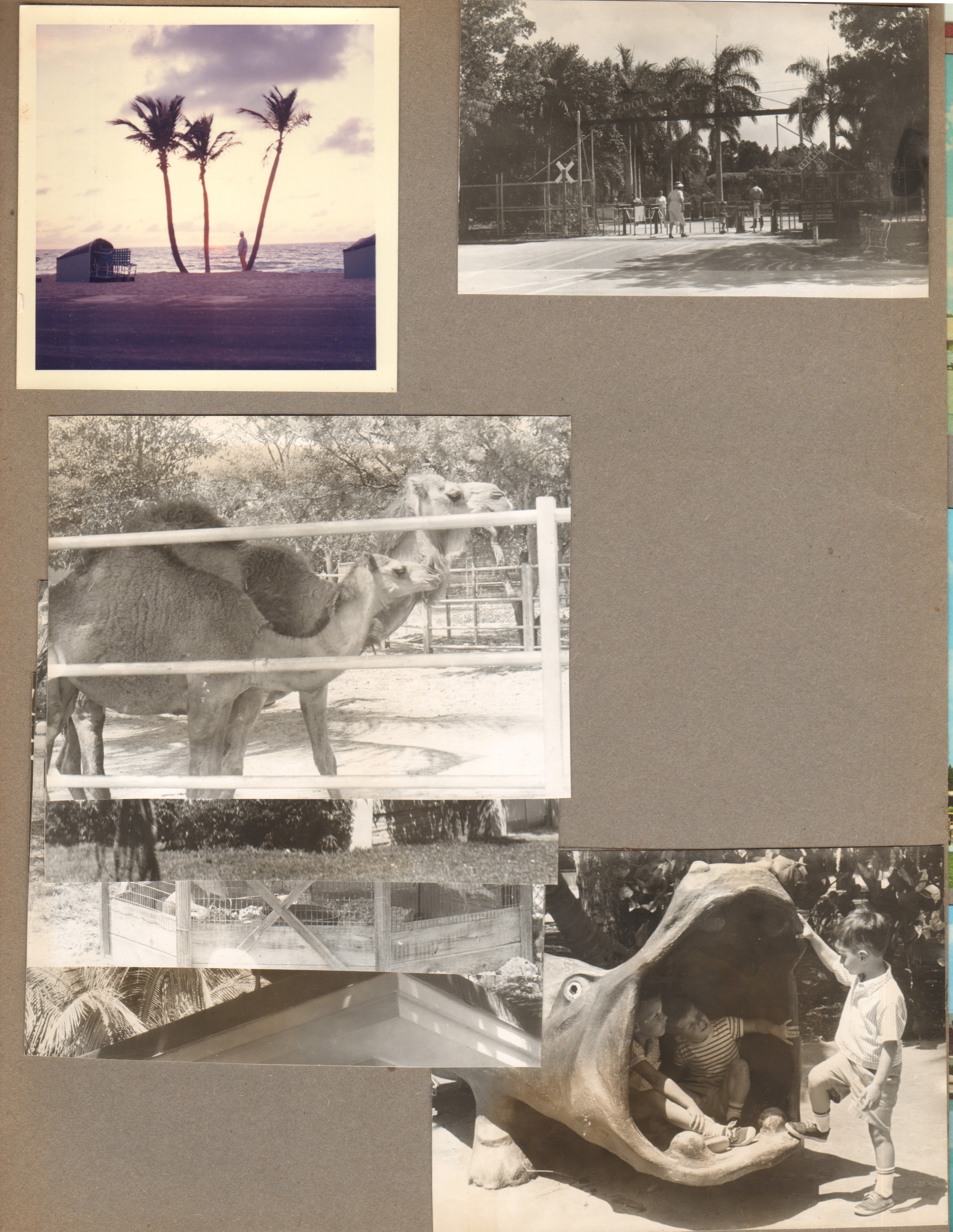 Florida - Hollywood Beach palms. Zoo entrance. Camels. Alan with playground alligator.