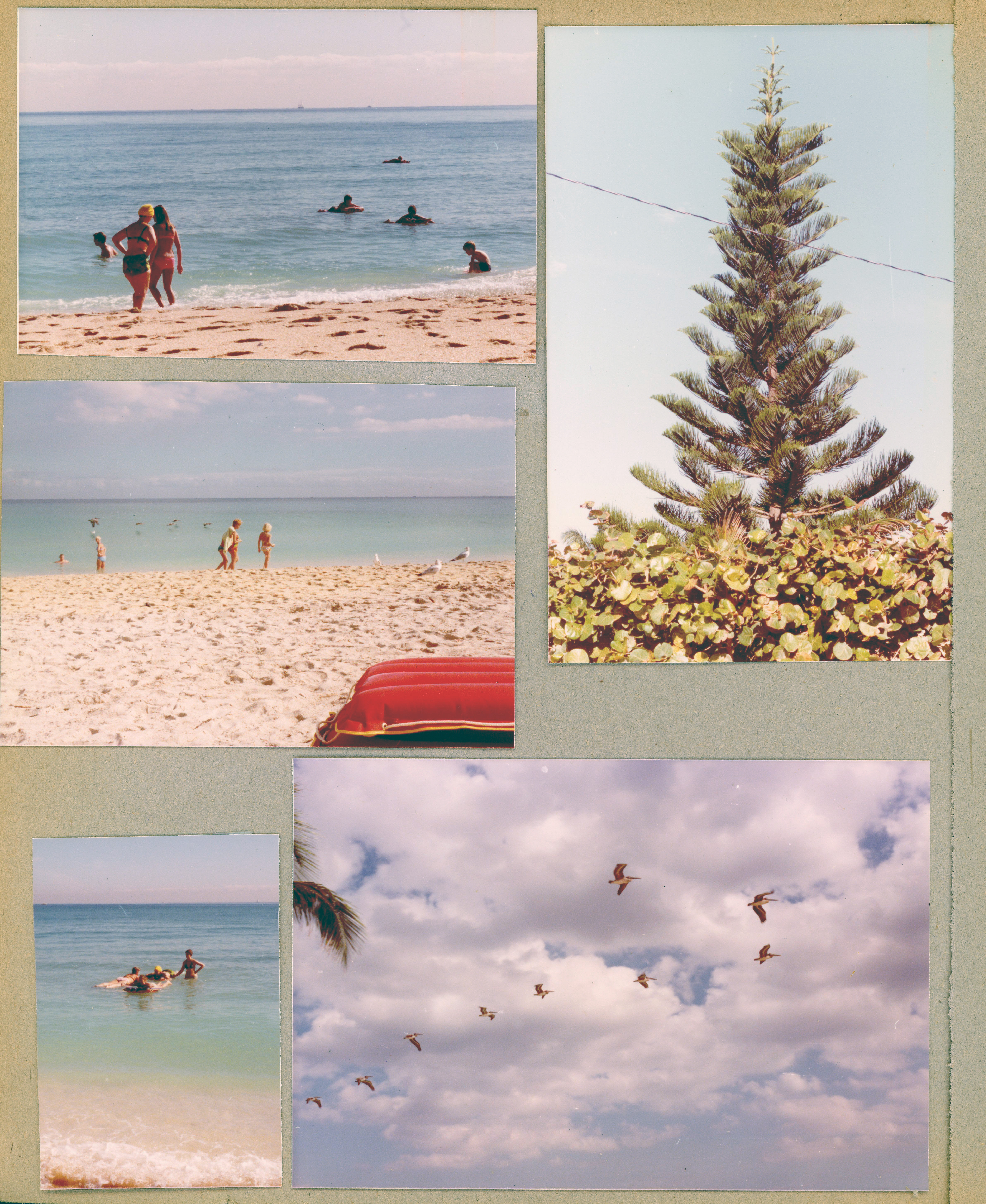 Florida trip - Hollywood - Neptune - beach. Birds.
