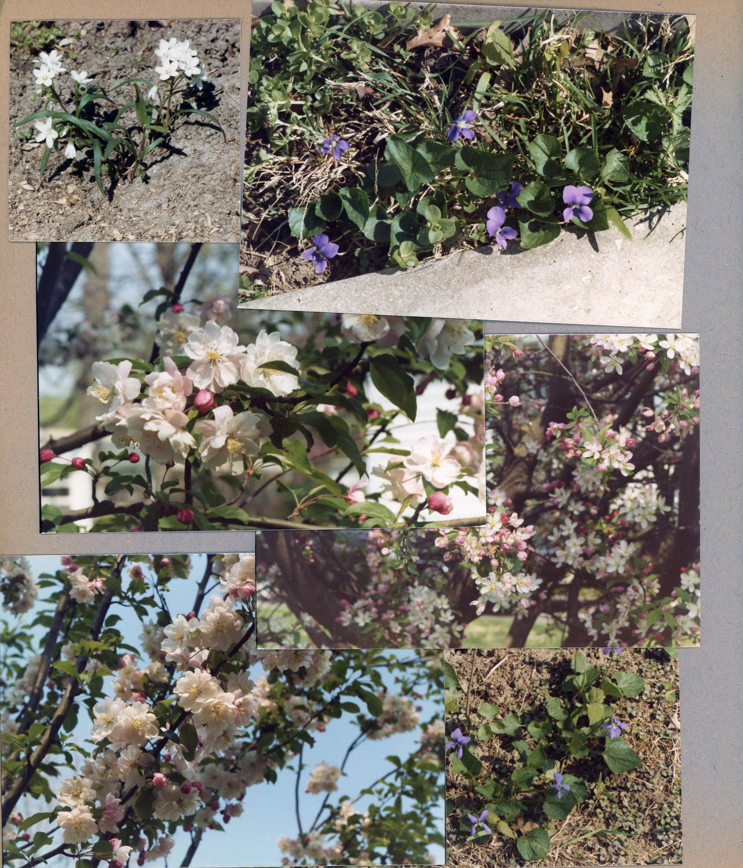 6122 flowering trees