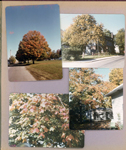 Fall tree at BRHS. Trees at 6122. Panyard house from Paxton Place 6139 Carrollton.